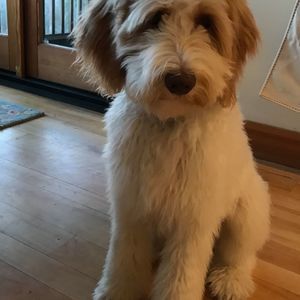 Meet your Posher, Peter